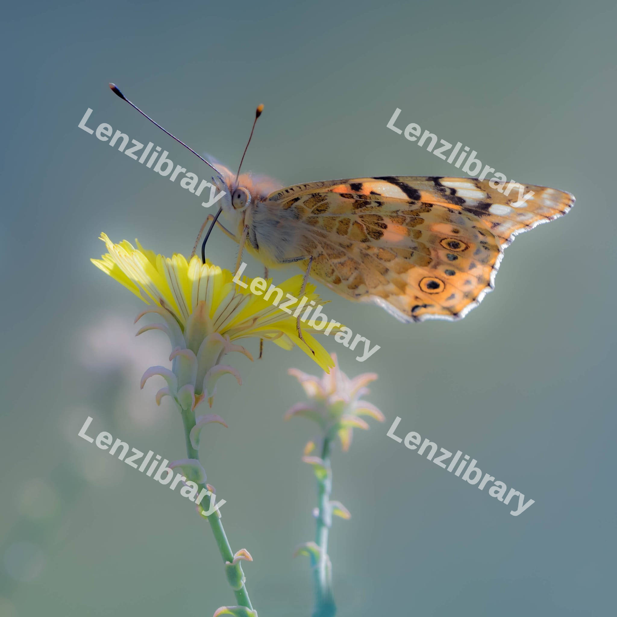 Lady Butterfly